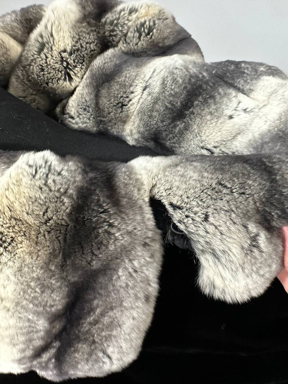 NEW Rex Rabbit Fur Collar Jacket β 1201137 Chinchilla REX size M with Golden Gradient